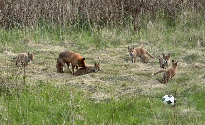 Fox