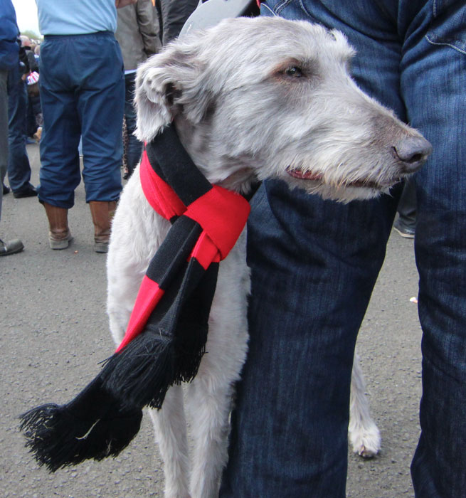 Dog
